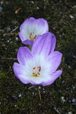 Autumn Crocus