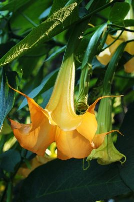 Angels' Trumpets