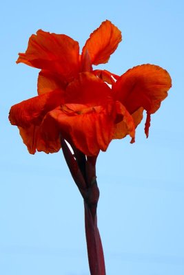 Canna lily