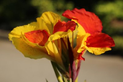 Canna lily