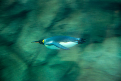 Who says penguins can't fly?