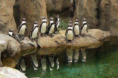 Penguins on parade