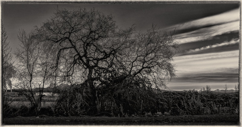 Tree silhouette by Fraser Highway, Surrey, B.C.