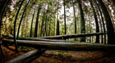 Logs in Cathedral Grove