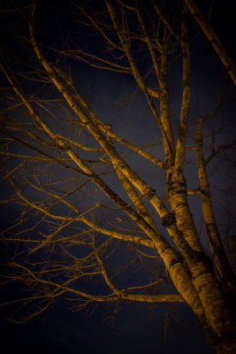 Street lamp lit tree trunk
