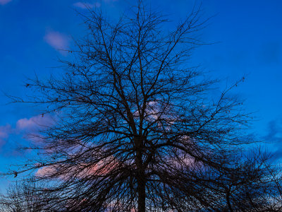 Tree, sunset sky