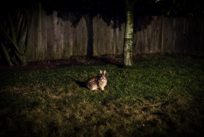Rabbit in our backyard
