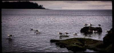 Seagulls in Craig Bay, Vancouver Island