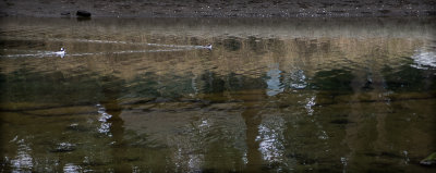 Hooded Merganser Ducks, Beaver Creek, Vancouver Island