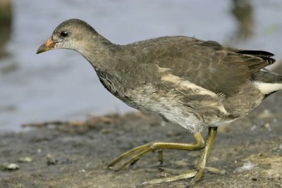 Common Moorhenl (Gallinula chloropus)