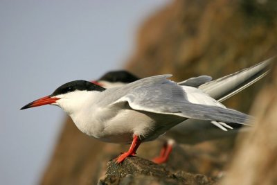 Common Tern (Sterna hirundo)