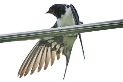 Barn Swallow (Hirundo rustica)