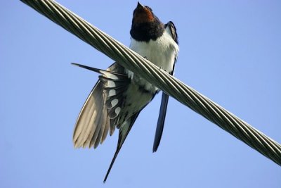 Barn Swallow (Hirundo rustica)