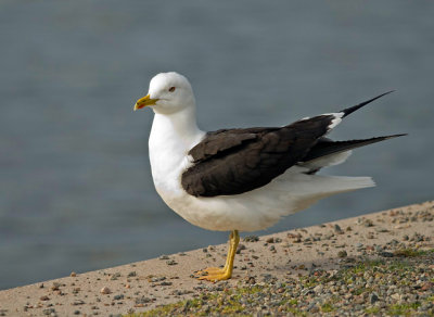 Lesser Black-backed Gull (Silltrut)