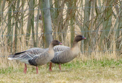 Pink-footed goose (Spetsbergsgs)