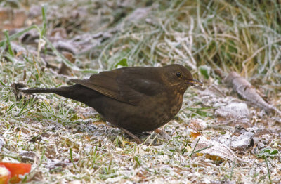 Common Blackbird (Koltrast)