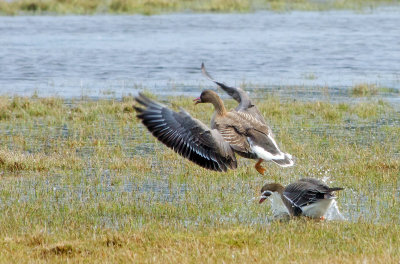 Greater White-fronted Goose (Blsgs)