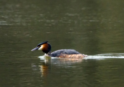 Great Crested Grebe (Skggdopping)