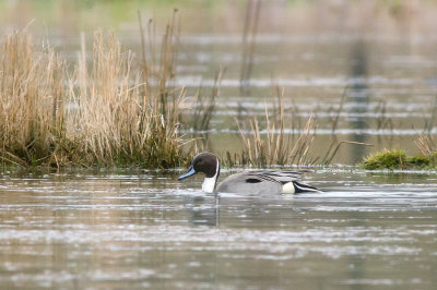 Northern Pintail (Stjrtand)