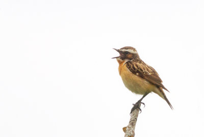 Whinchat (Buskvtta)