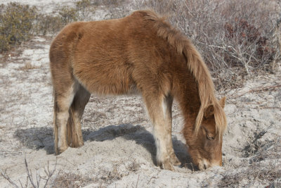 Wild Horses of Assateague Island