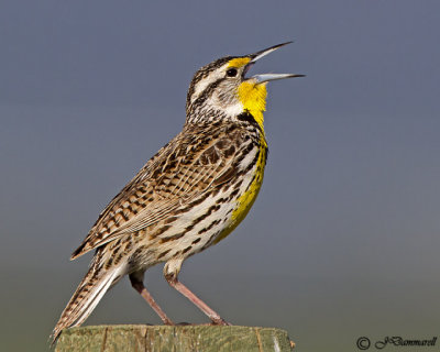 Western Meadowlark