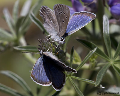 Plebejus icaroides Boisduvals Blue