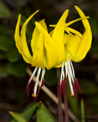 Glacier Lily (Erythronium)