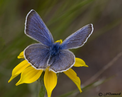 Plebejus icaroides 'Boisduval's Blue'