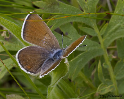 Plebejus icaroides 'Boisduval's Blue' female