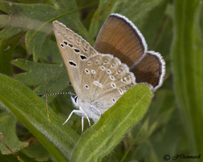 Plebejus icaroides 'Boisduval's Blue' female