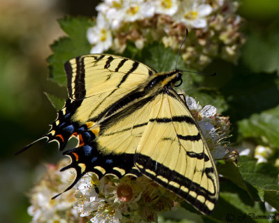 Papilio multicaudatus Two-tailed Swallowtail