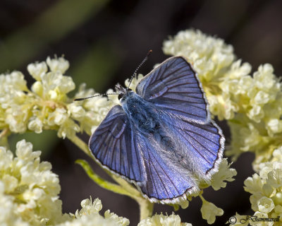 Lycaena heteronea 'Blue Copper'
