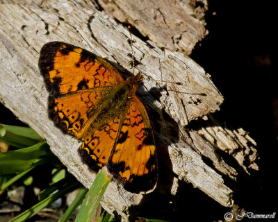 Phyciodes selenis 'Northern Crescent'