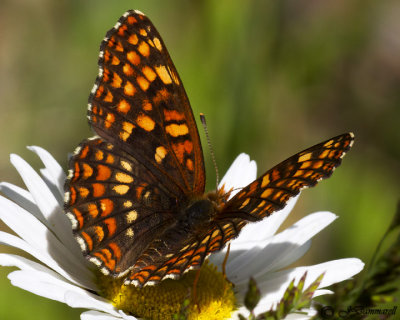 Chlosyne palla 'Northern Checkerspot'