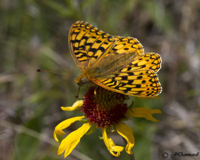 Speyeria callippe 'Callippe Fritillary'