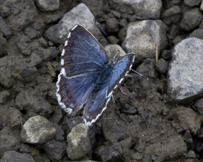 Glaucopsyche piasus 'Arrowhead Blue'