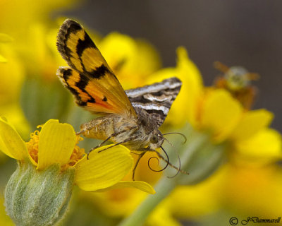 Drasteria divergens (Underwing Moth)