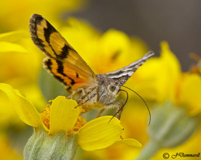 Drasteria divergens (Underwing Moth)