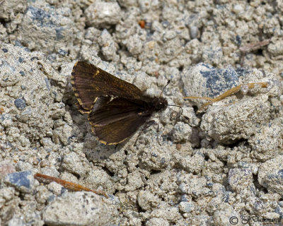 Amblyscirtes vialis (Common Roadside Skipper)