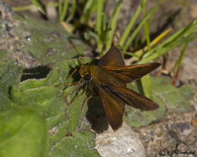 Polites themistocles 'Tawny-edged Skipper'