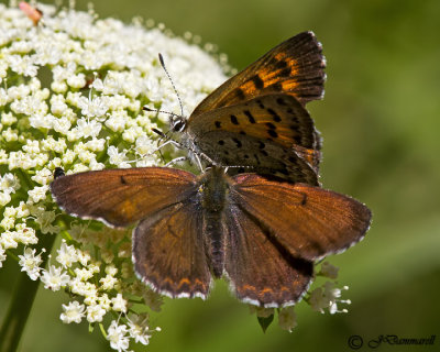 Lycaena mariposa 'Mariposa Copper'