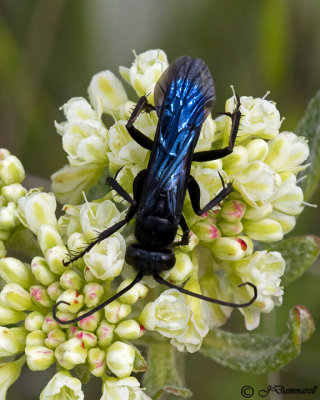 Spider wasp on Eriogonum