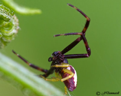 Misumena Vatia 'Goldenrod Crab Spider'