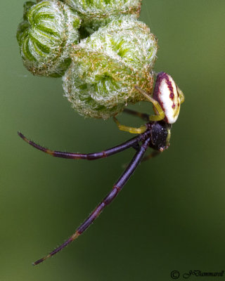 Misumena Vatia 'Goldenrod Crab Spider'