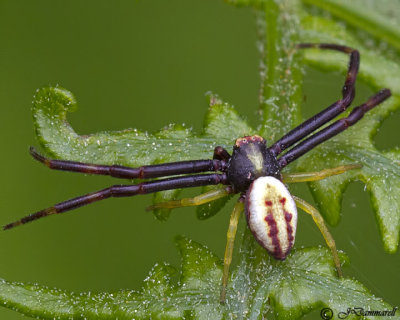 Goldenrod Crab Misumena Vatia