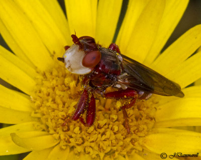 Myopa rubida Fly