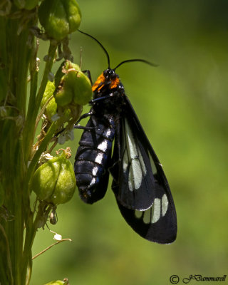 Gnoephaela vermiculata moth