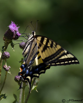 Papilio rutulus 'Western Tiger Swallowtail'
