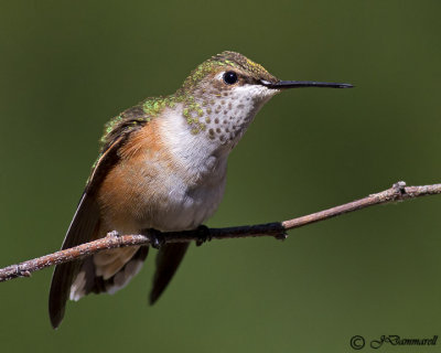 Rufous Hummingbird juvenile